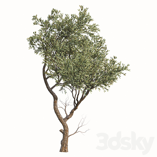 Set of Fruitless Olive Trees (Olea Europaea) (2 Trees) 3DS Max Model - thumbnail 3