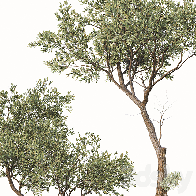 Set of Fruitless Olive Trees (Olea Europaea) (2 Trees) 3DS Max Model - thumbnail 4