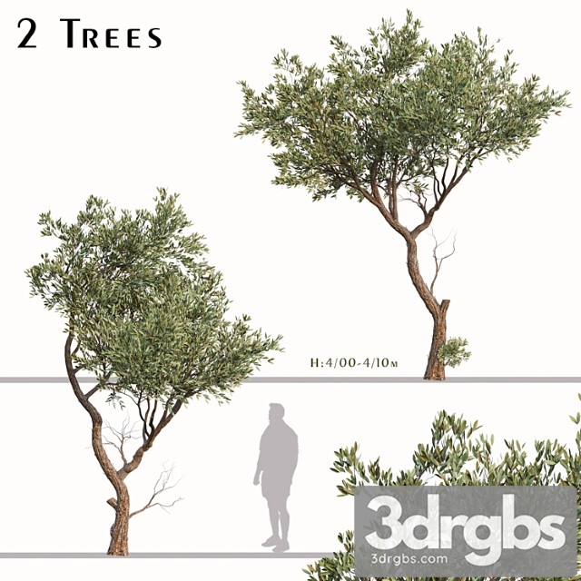 Set Of Fruitless Olive Trees Olea Europaea 2 Trees 3dsmax Download - thumbnail 1