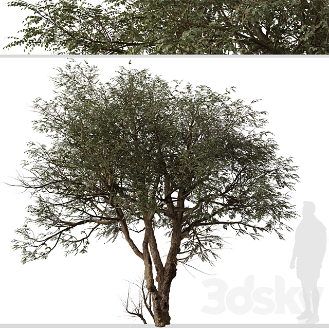 Set of Ghaf Tree (Prosopis cineraria) (2 Trees) 3DS Max Model - thumbnail 2