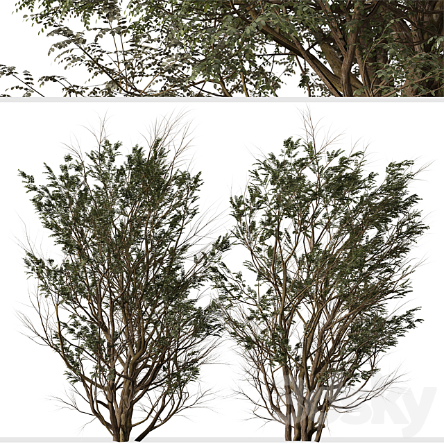 Set of Ghaf Tree (Prosopis cineraria) (2 Trees) 3DS Max Model - thumbnail 3