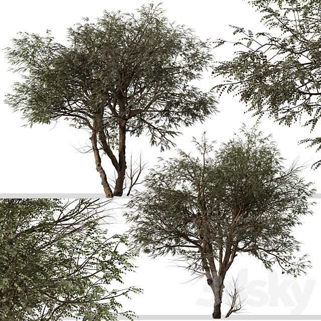 Set of Ghaf Tree (Prosopis cineraria) (2 Trees) 3DS Max Model - thumbnail 4