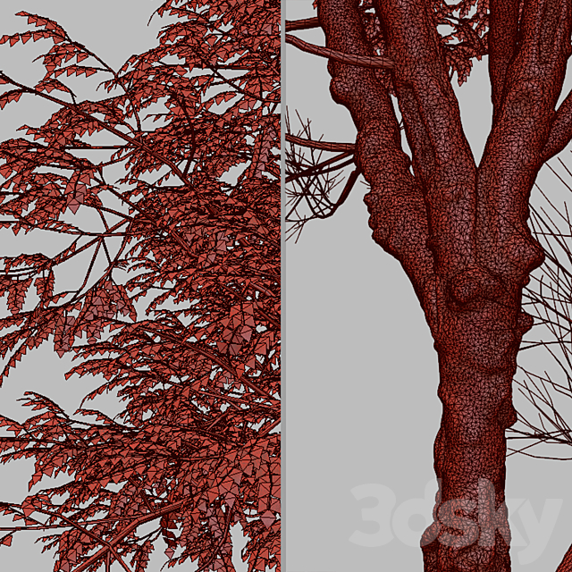 Set of Ghaf Tree (Prosopis cineraria) (2 Trees) 3DS Max Model - thumbnail 5