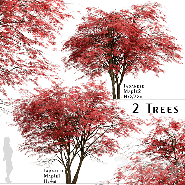 Set of Japanese Maple Trees (Acer Palmatum) (2 Trees) 3ds Max - thumbnail 1