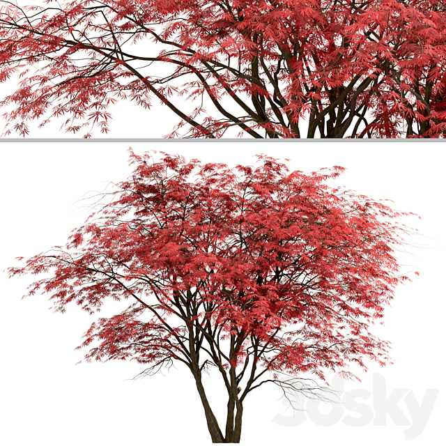 Set of Japanese Maple Trees (Acer Palmatum) (2 Trees) 3ds Max - thumbnail 2