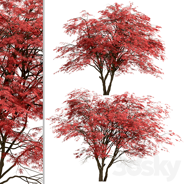 Set of Japanese Maple Trees (Acer Palmatum) (2 Trees) 3ds Max - thumbnail 3