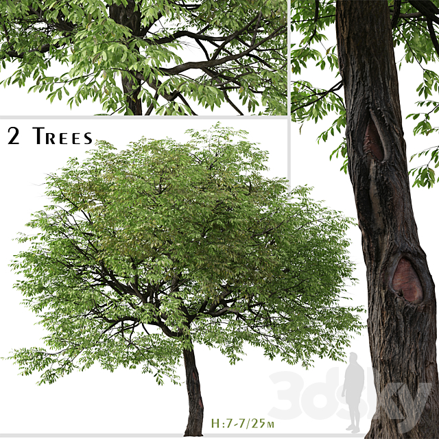 Set of Juglans nigra Tree (Eastern black walnut) (2 Trees) 3ds Max - thumbnail 1