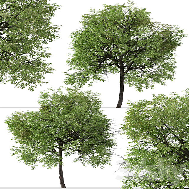 Set of Juglans nigra Tree (Eastern black walnut) (2 Trees) 3ds Max - thumbnail 2