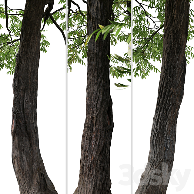 Set of Juglans nigra Tree (Eastern black walnut) (2 Trees) 3ds Max - thumbnail 3