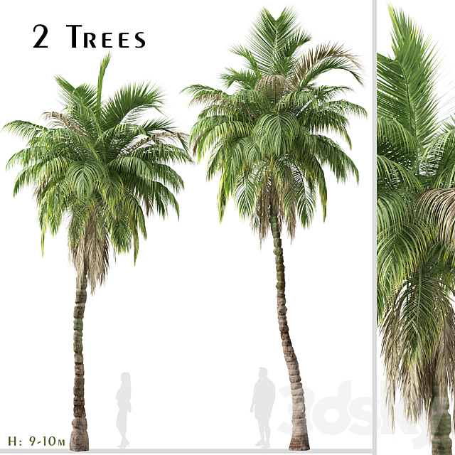 Set of Kentia palm Tree (Howea forsteriana) (2 Trees) 3ds Max - thumbnail 1