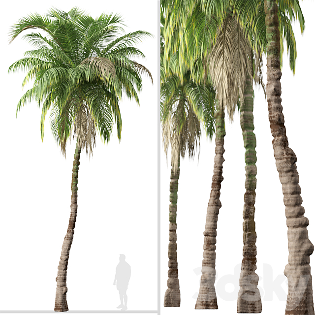 Set of Kentia palm Tree (Howea forsteriana) (2 Trees) 3ds Max - thumbnail 2