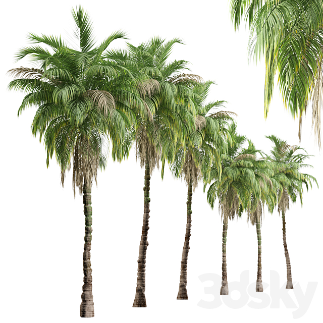 Set of Kentia palm Tree (Howea forsteriana) (2 Trees) 3ds Max - thumbnail 3