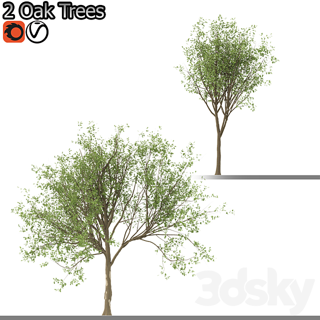 Set of Korean Oak and simple Oak Trees 3DS Max Model - thumbnail 2