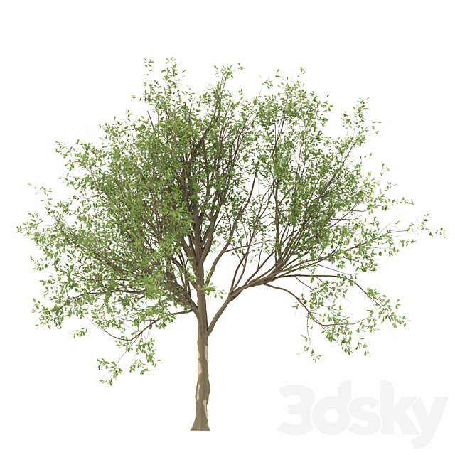 Set of Korean Oak and simple Oak Trees 3DS Max Model - thumbnail 3