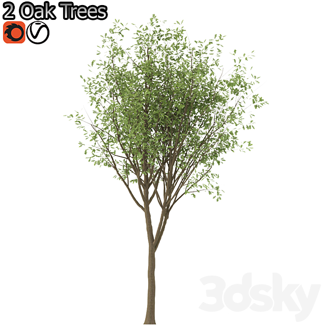 Set of Korean Oak and simple Oak Trees 3DS Max Model - thumbnail 4