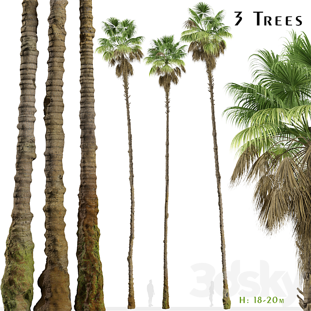 Set of Mexican fan palm Trees (Washingtonia robusta) (3 Trees) 3ds Max - thumbnail 1