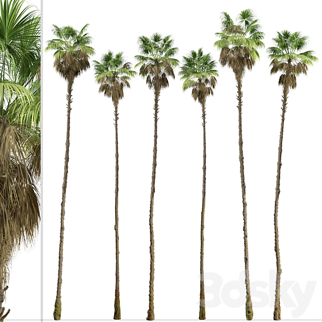 Set of Mexican fan palm Trees (Washingtonia robusta) (3 Trees) 3ds Max - thumbnail 2