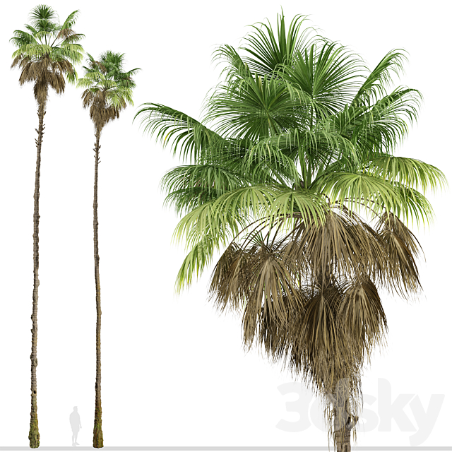 Set of Mexican fan palm Trees (Washingtonia robusta) (3 Trees) 3ds Max - thumbnail 3