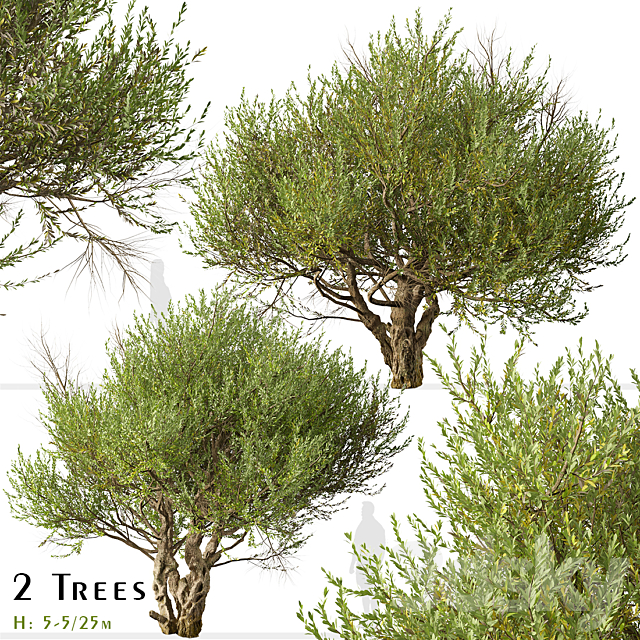 Set of Olive Tree (European olive) (2 Trees) 3ds Max - thumbnail 1