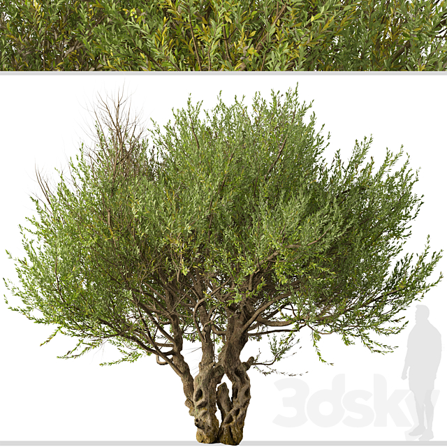 Set of Olive Tree (European olive) (2 Trees) 3ds Max - thumbnail 2