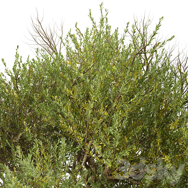 Set of Olive Tree (European olive) (2 Trees) 3ds Max - thumbnail 3