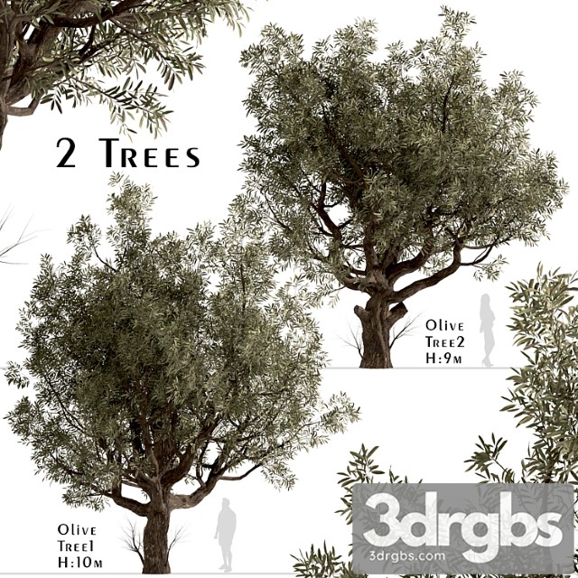 Set of olive trees (olea europaea) (2 trees) 2 - thumbnail 1