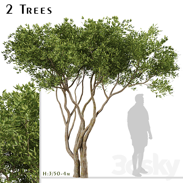 Set of Olive Trees (Olea Europaea) (2 Trees) 3ds Max - thumbnail 1