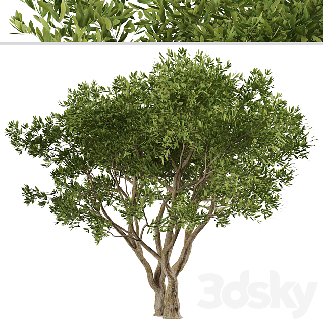 Set of Olive Trees (Olea Europaea) (2 Trees) 3ds Max - thumbnail 2