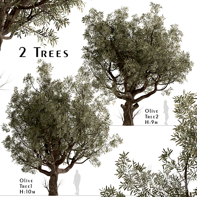 Set of Olive Trees (Olea Europaea) (2 Trees) 3ds Max - thumbnail 1