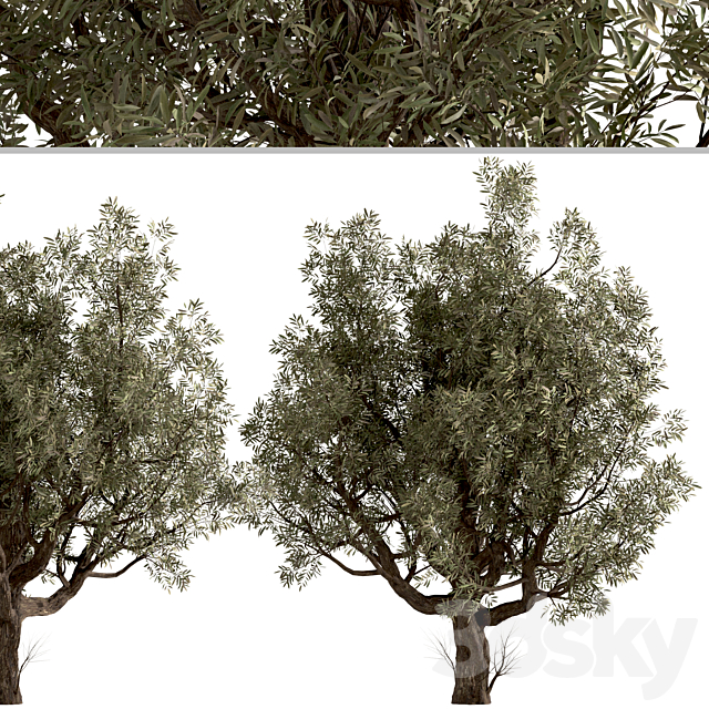 Set of Olive Trees (Olea Europaea) (2 Trees) 3ds Max - thumbnail 2