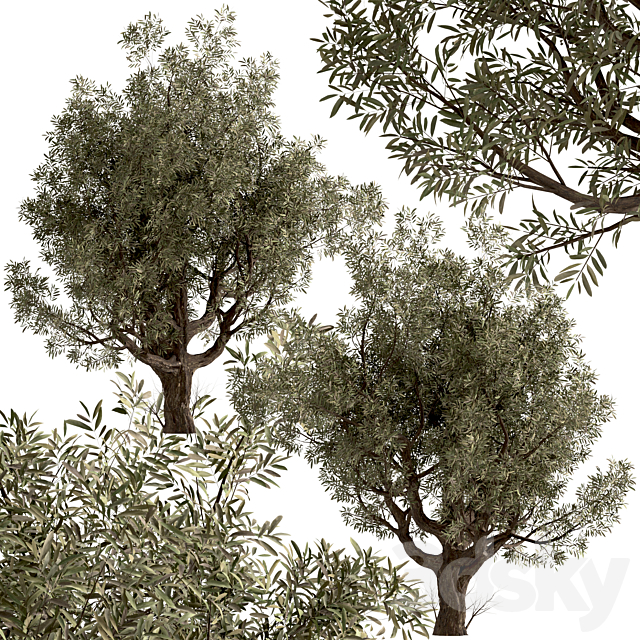 Set of Olive Trees (Olea Europaea) (2 Trees) 3ds Max - thumbnail 3