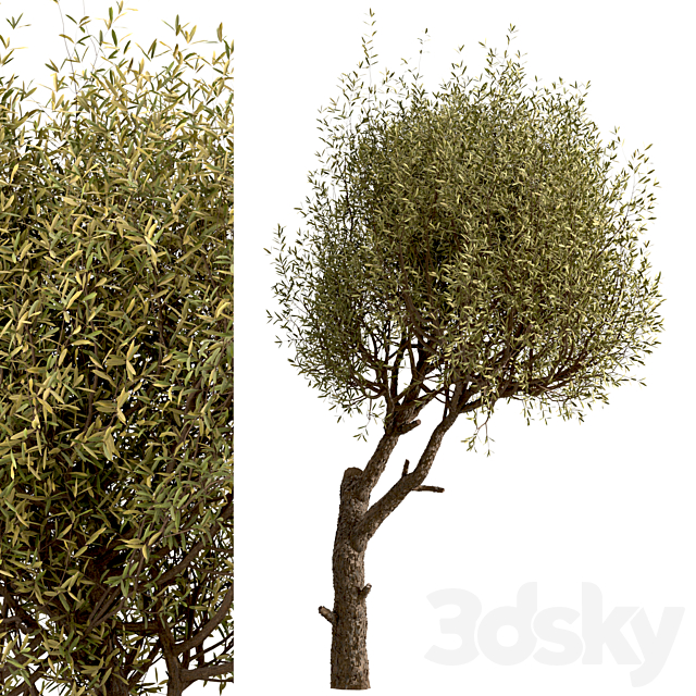 Set of Olive Trees (Olea Europaea) (2 Trees) 3DS Max Model - thumbnail 2