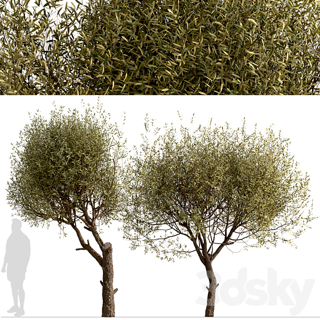 Set of Olive Trees (Olea Europaea) (2 Trees) 3DS Max Model - thumbnail 3