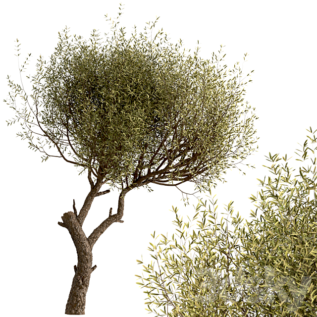 Set of Olive Trees (Olea Europaea) (2 Trees) 3DS Max Model - thumbnail 4