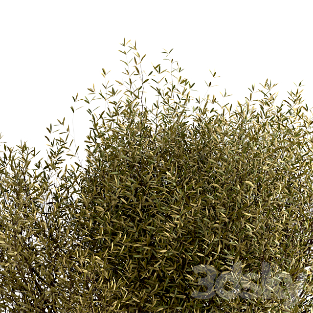 Set of Olive Trees (Olea Europaea) (2 Trees) 3DS Max Model - thumbnail 5