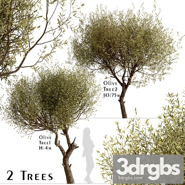 Set of olive trees (olea europaea) (2 trees) - thumbnail 1