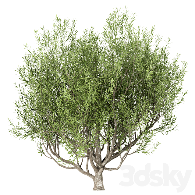 Set of Olive Trees (Olea Europaea) (3 Trees) 3DS Max Model - thumbnail 2