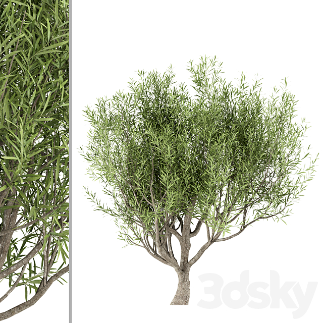 Set of Olive Trees (Olea Europaea) (3 Trees) 3DS Max Model - thumbnail 3