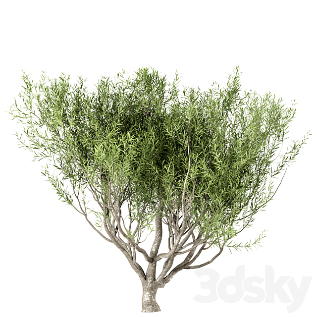 Set of Olive Trees (Olea Europaea) (3 Trees) 3DS Max Model - thumbnail 4