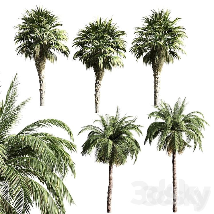 set of palms 3DS Max - thumbnail 1