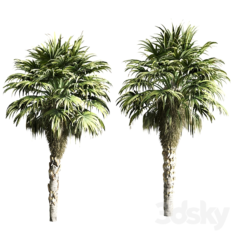 set of palms 3DS Max - thumbnail 2