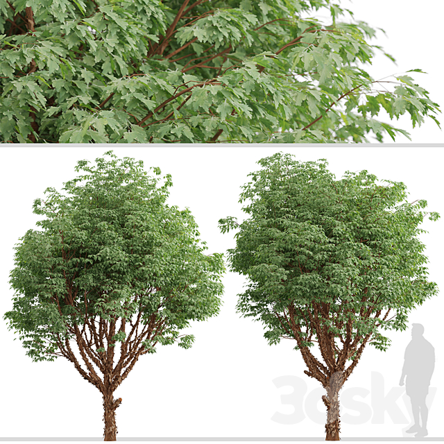 Set of Paperbark Maple Trees (Acer Griseum) (2 Trees) 3DS Max Model - thumbnail 3