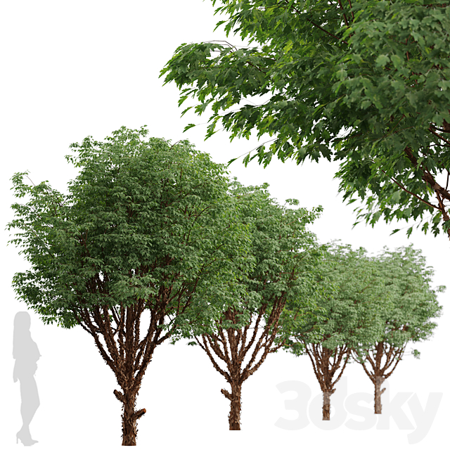 Set of Paperbark Maple Trees (Acer Griseum) (2 Trees) 3DS Max Model - thumbnail 4