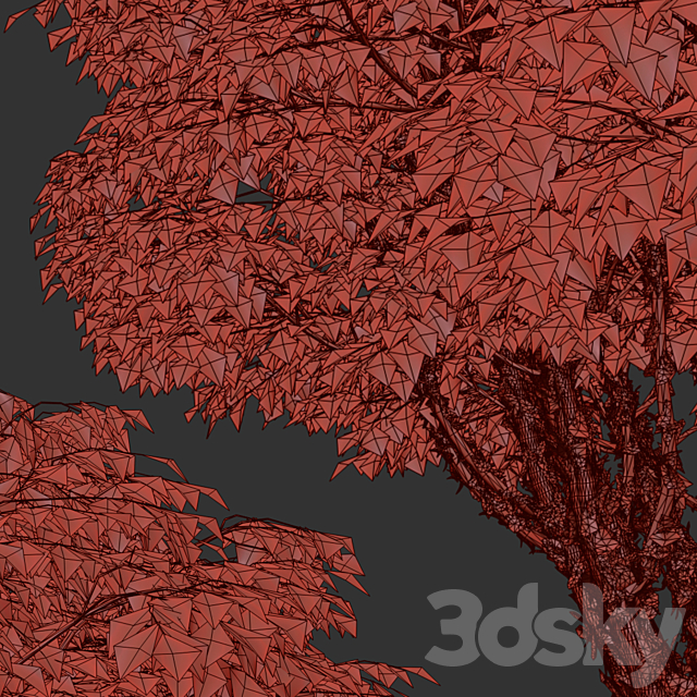 Set of Paperbark Maple Trees (Acer Griseum) (2 Trees) 3DS Max Model - thumbnail 5