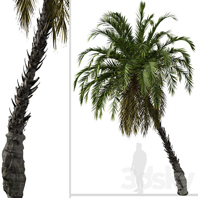 Set of Phoenix reclinata Trees (Senegal date palm) (2 Trees) 3DS Max Model - thumbnail 2