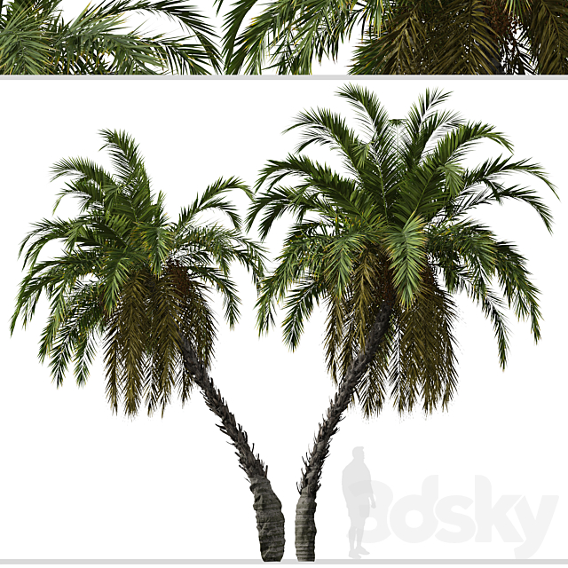 Set of Phoenix reclinata Trees (Senegal date palm) (2 Trees) 3DS Max Model - thumbnail 3