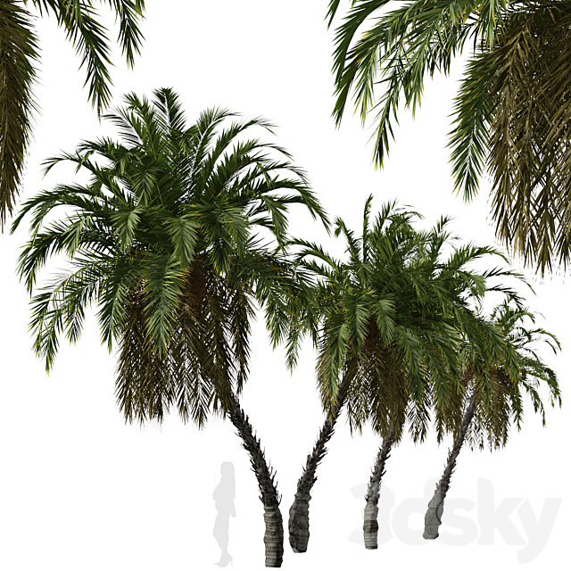 Set of Phoenix reclinata Trees (Senegal date palm) (2 Trees) 3DS Max Model - thumbnail 4