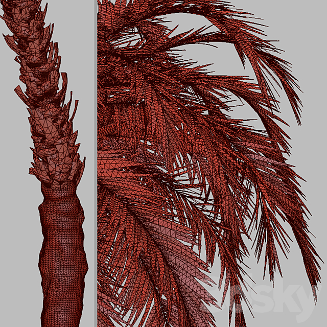 Set of Phoenix reclinata Trees (Senegal date palm) (2 Trees) 3DS Max Model - thumbnail 5