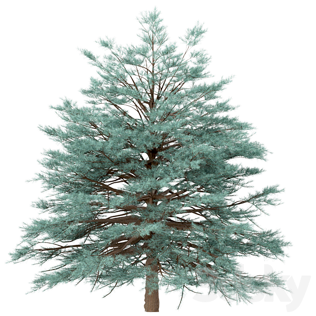 Set of Picea Pungens Trees (Blue spruce) (3 Trees) 3DS Max Model - thumbnail 2