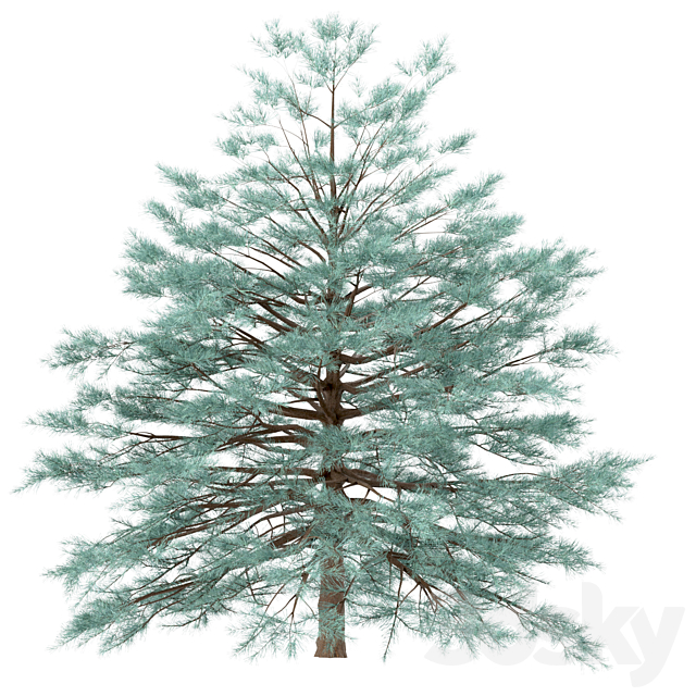 Set of Picea Pungens Trees (Blue spruce) (3 Trees) 3DS Max Model - thumbnail 3